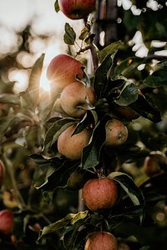 Ripe fruit in Zeeland by Marina Bruijnzeel