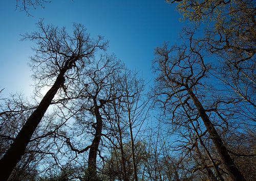 Forêt