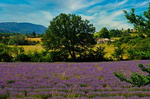 Lavender field near Sault in Provence by Tanja Voigt