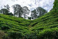 Thee planten in Maleisië