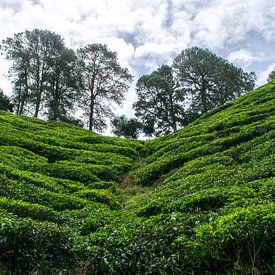 Thee planten in Maleisië van Loes Huijnen