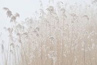 Bevroren rietpluimen in de mist