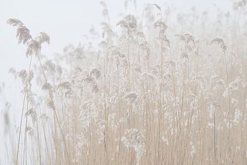 Bevroren rietpluimen in de mist van Cor de Hamer