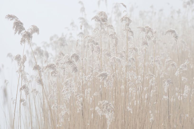 Gefrorene Schilfrohrfahnen im Nebel von Cor de Hamer