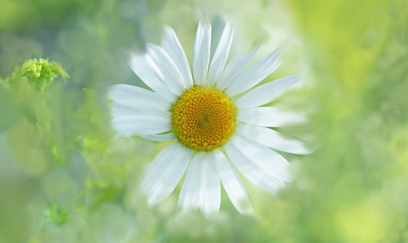 Heavenly freshness by Katarina Niksic