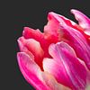Detail van een fel roze tulp met donkere achtergrond van Judith Spanbroek-van den Broek