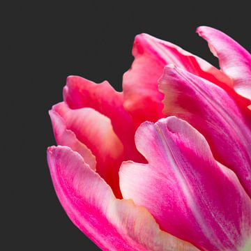 Close up of a colourfull bright pink tulip om a dark background