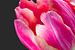 Detail van een fel roze tulp met donkere achtergrond van Judith Spanbroek-van den Broek