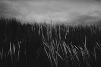 Stoere zwart wit detail foto van de duinen op Ameland
