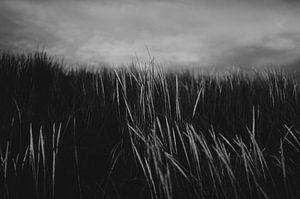 Stoere zwart wit detail foto van de duinen op Ameland van Holly Klein Oonk