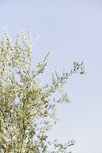 Olijfboom in Toscane | Italië | Botanische foto | Reisfotografie van Mirjam Broekhof