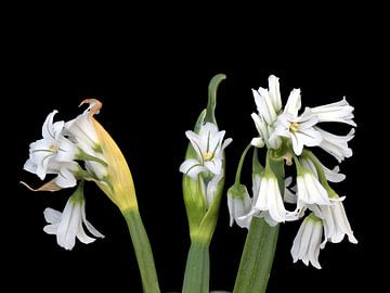 Bloemknoppen van Allium triqetrum van Bartel van den Berg