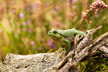 Laubfrosch