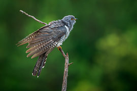 Koekoek-Cuculus canorus-vrouw van Dick Hoogenboom