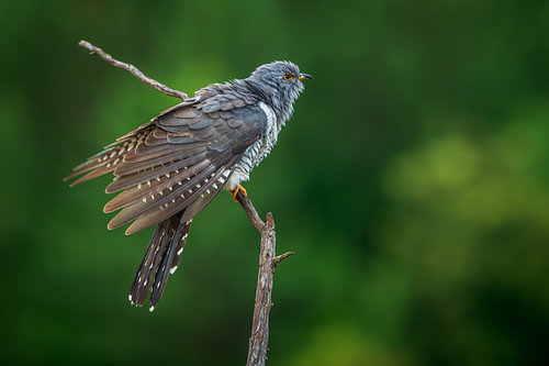 Female cuckoo (Cuculus canorus)