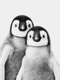 Deux poussins manchots – Art animalier noir et blanc sur StudioRemier