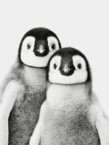 Zwei Pinguinküken – Tierkunst in Schwarzweiß