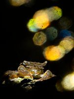 Krabbetje met achtergrondlicht bokeh