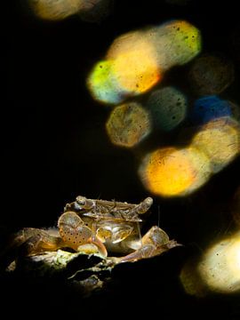 Krabbetje met achtergrondlicht bokeh van René Weterings