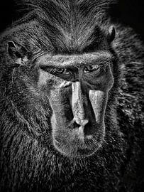 Schlechte Absichten von Maickel Dedeken