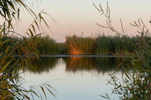 Zonnige rietkraag weerspiegeld