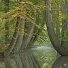 Dansende bomen Twickel van Art Wittingen