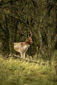 Damhirsch (Dama dama)