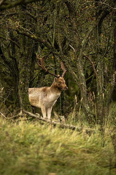 Damhert (Dama dama) van Wouter Van der Zwan