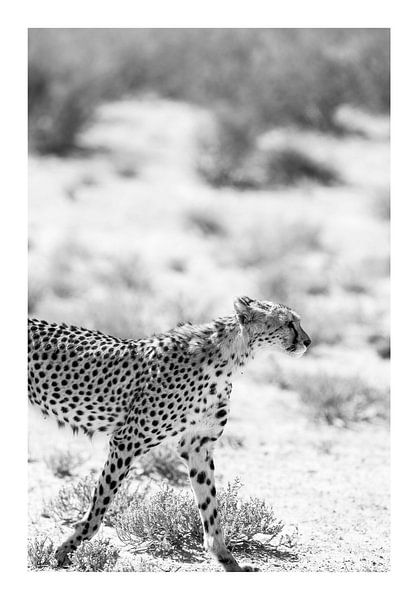 Ein Gepard auf Wanderschaft von Shot by Clint