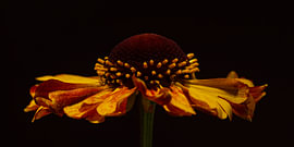 Panorama von „Zonnekruid“ – Die warmen Farben der Helenium-Blüte von Marjolijn van den Berg