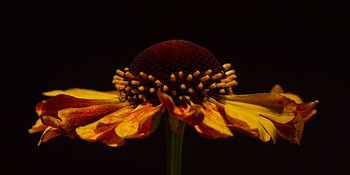 Panorama de Zonnekruid - Les couleurs chaudes de la fleur d'Helenium