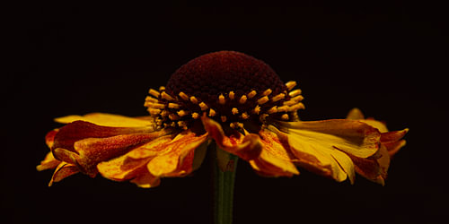 Panorama von „Zonnekruid“ – Die warmen Farben der Helenium-Blüte von Marjolijn van den Berg