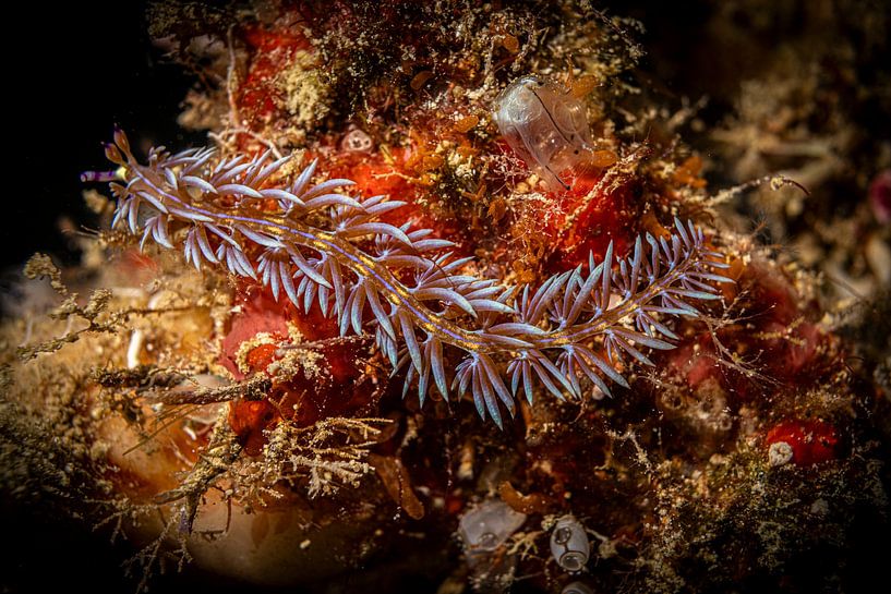 Blue dragon nudibranch, Kapalai, Malaysia by Travel Tips and Stories