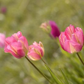 Tulpe. Rosa und grün. Frühling. von Alie Ekkelenkamp