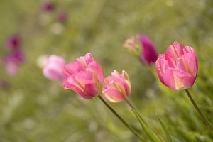 Tulpe. Rosa und grün. Frühling.