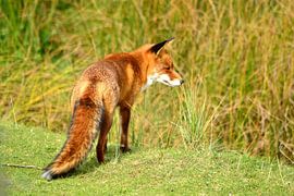 Vos by Arno-Jan Boere