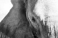 Wijze blik van een olifant