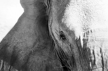 Wijze blik van een olifant