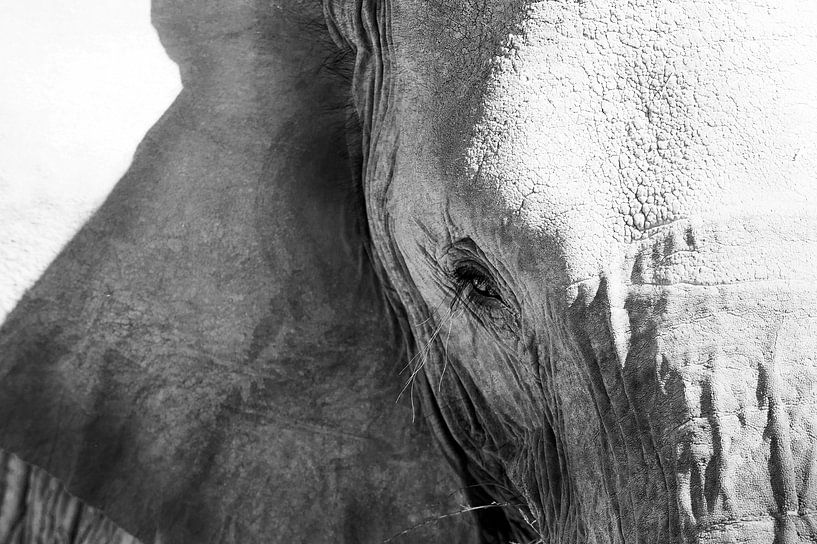 Wijze blik van een olifant by Lotje Hondius