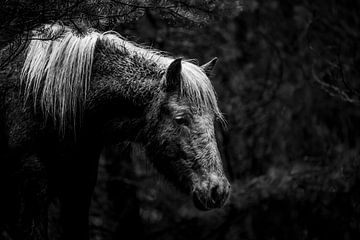 Paard in Contemplatie in een Donker Bos in Zwart-Wit van Femke Ketelaar