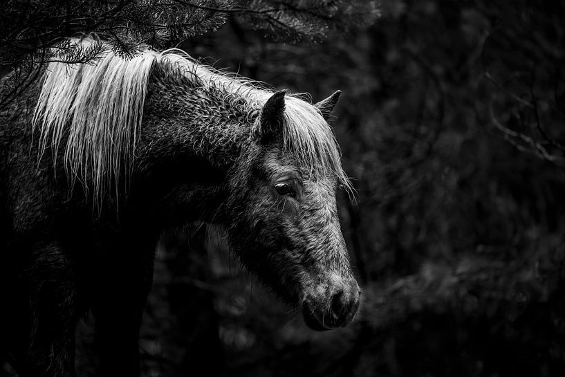 Nachdenkliches Pferd in einem dunklen Wald in Schwarz und Weiß von Femke Ketelaar