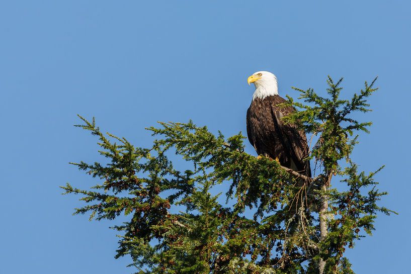 Bald Eagle  par Menno Schaefer