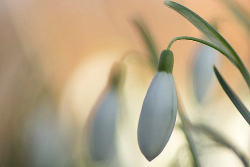 The promise of a new season 2 (sneeuwklokjes tegen zalmkleurige achtergrond)