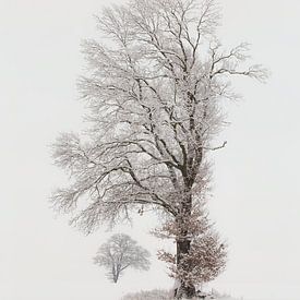 Winterzauber von Ronny Rohloff