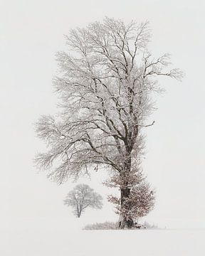 Wintermagie van Ronny Rohloff