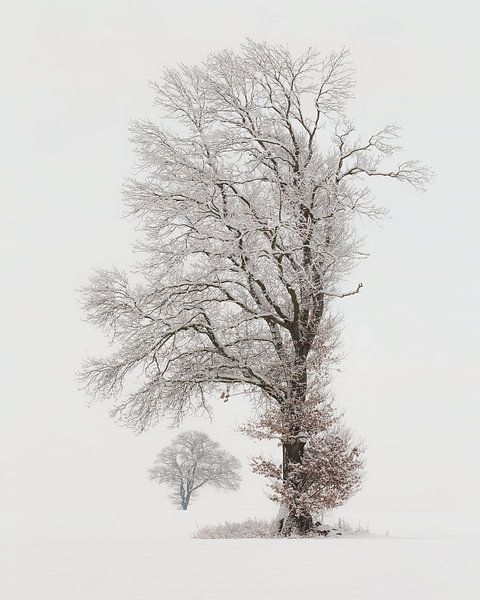Winter magic by Ronny Rohloff