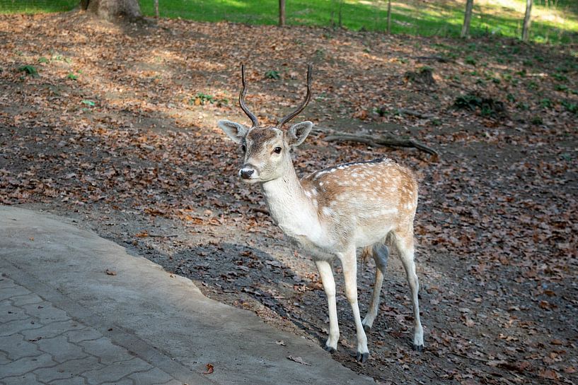 Deer van Tomas S.