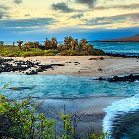 Galapagos sur René Holtslag