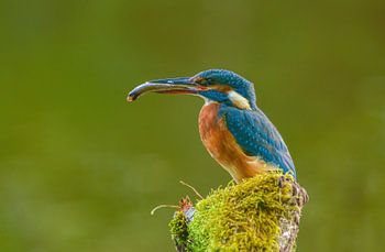 Kingfisher in backlight