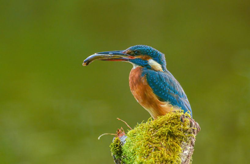 Eisvogel im Gegenlicht von Harry Punter